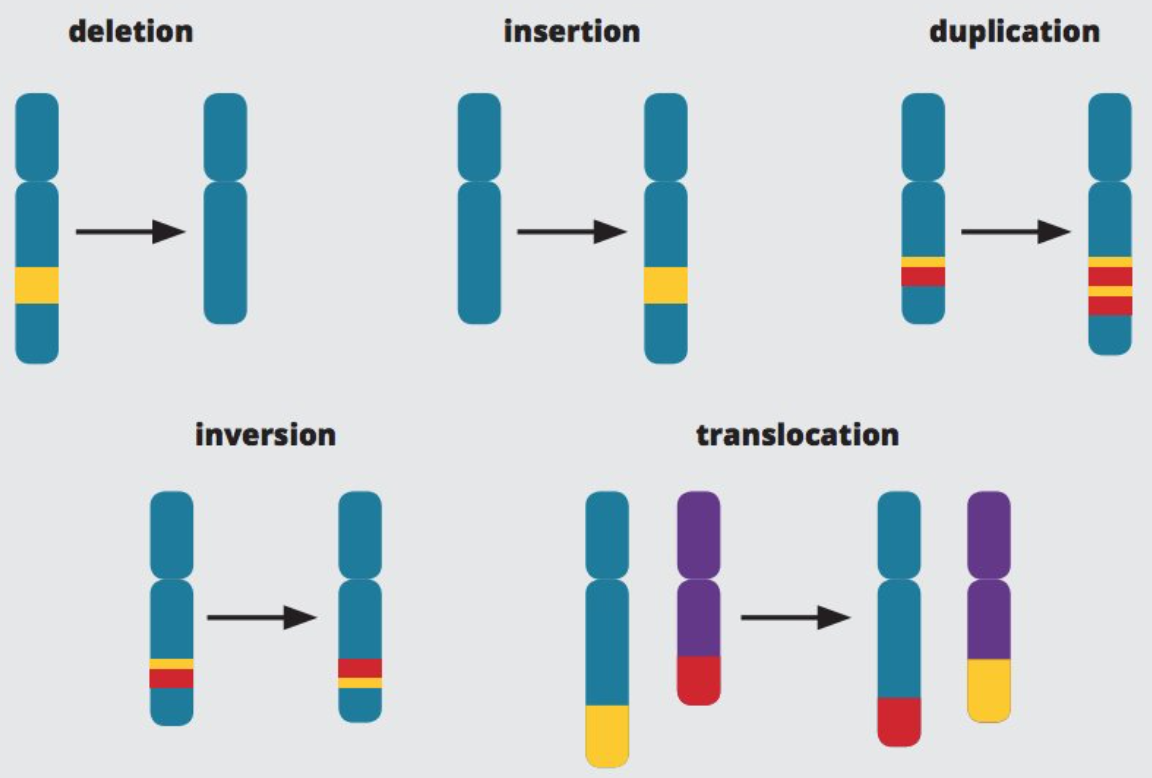 Comprehensive Evaluation of NGS-based Structural Variant Detection