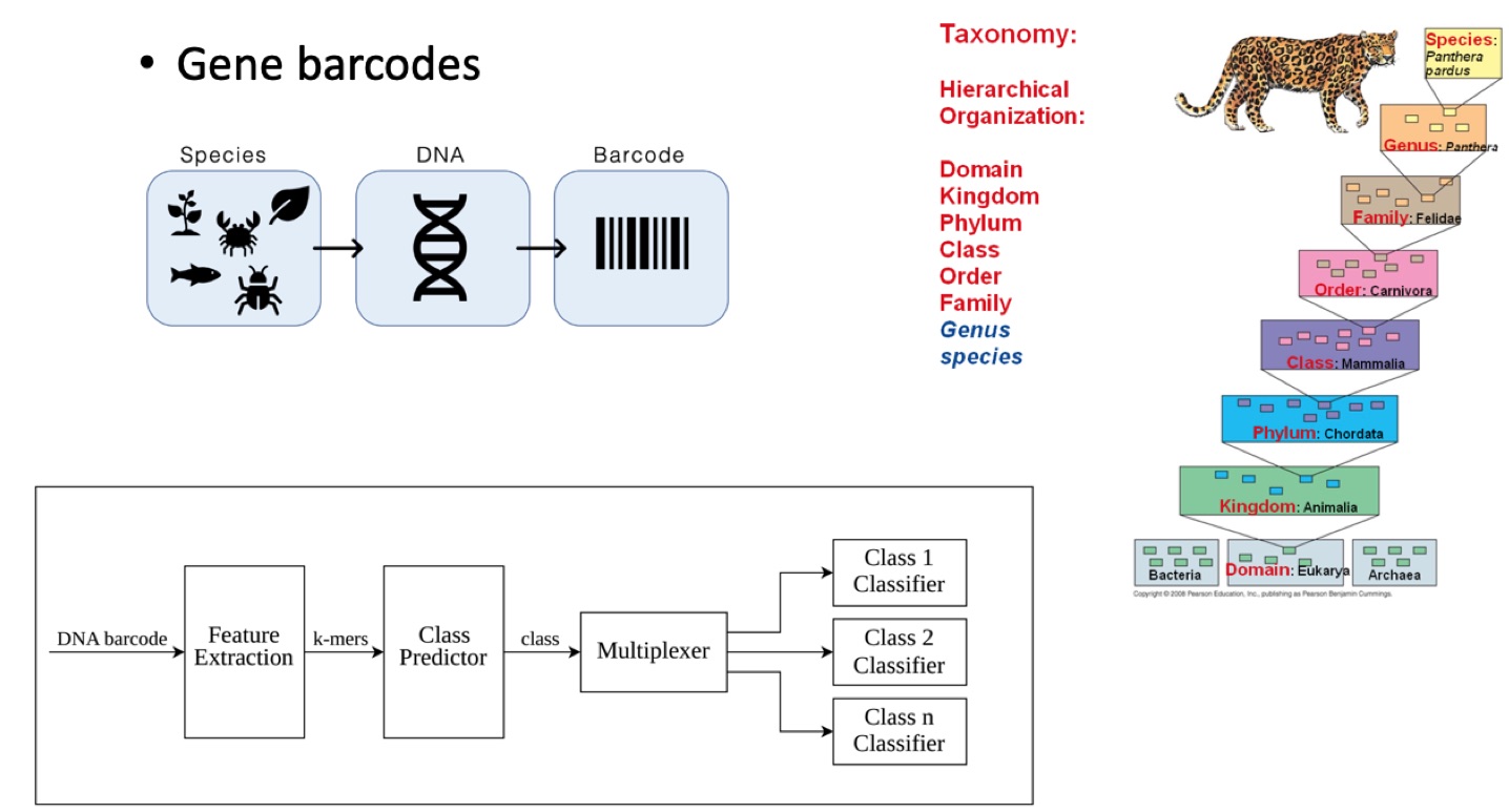 Scalable Taxonomy Classification